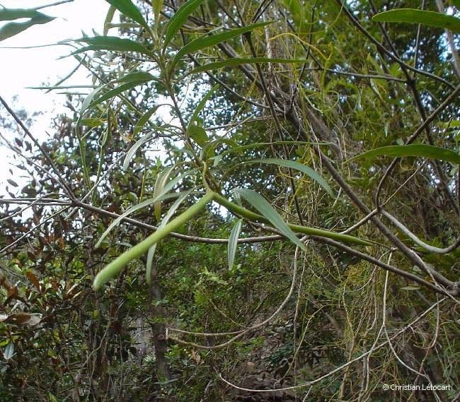 Alstonia