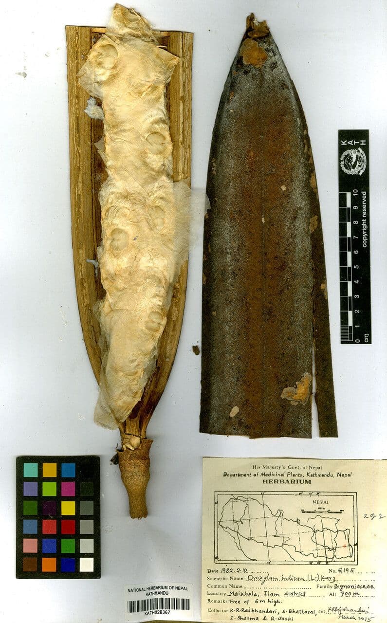 Oroxylum indiano 24