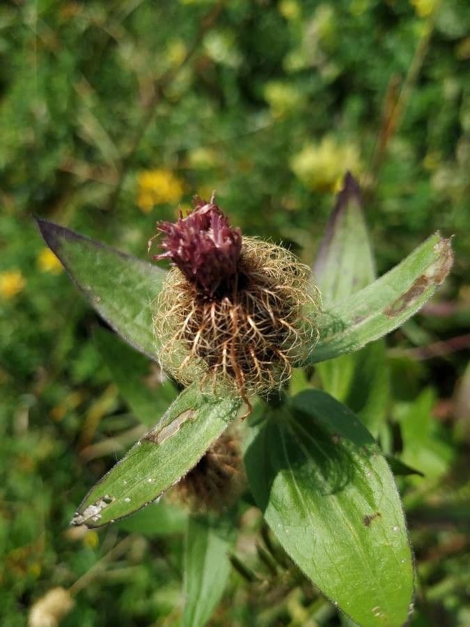 Einköpfige Flockenblume 4