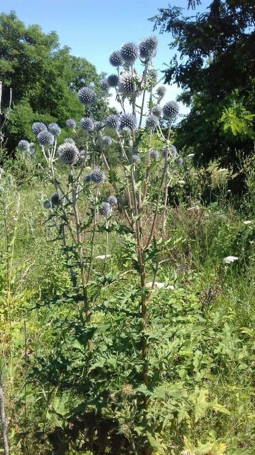 Great globe thistle 12