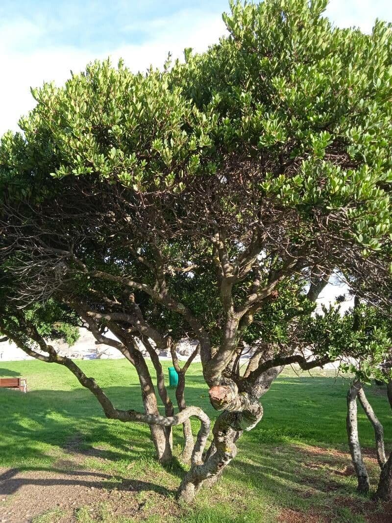 Euclea racemosa 4