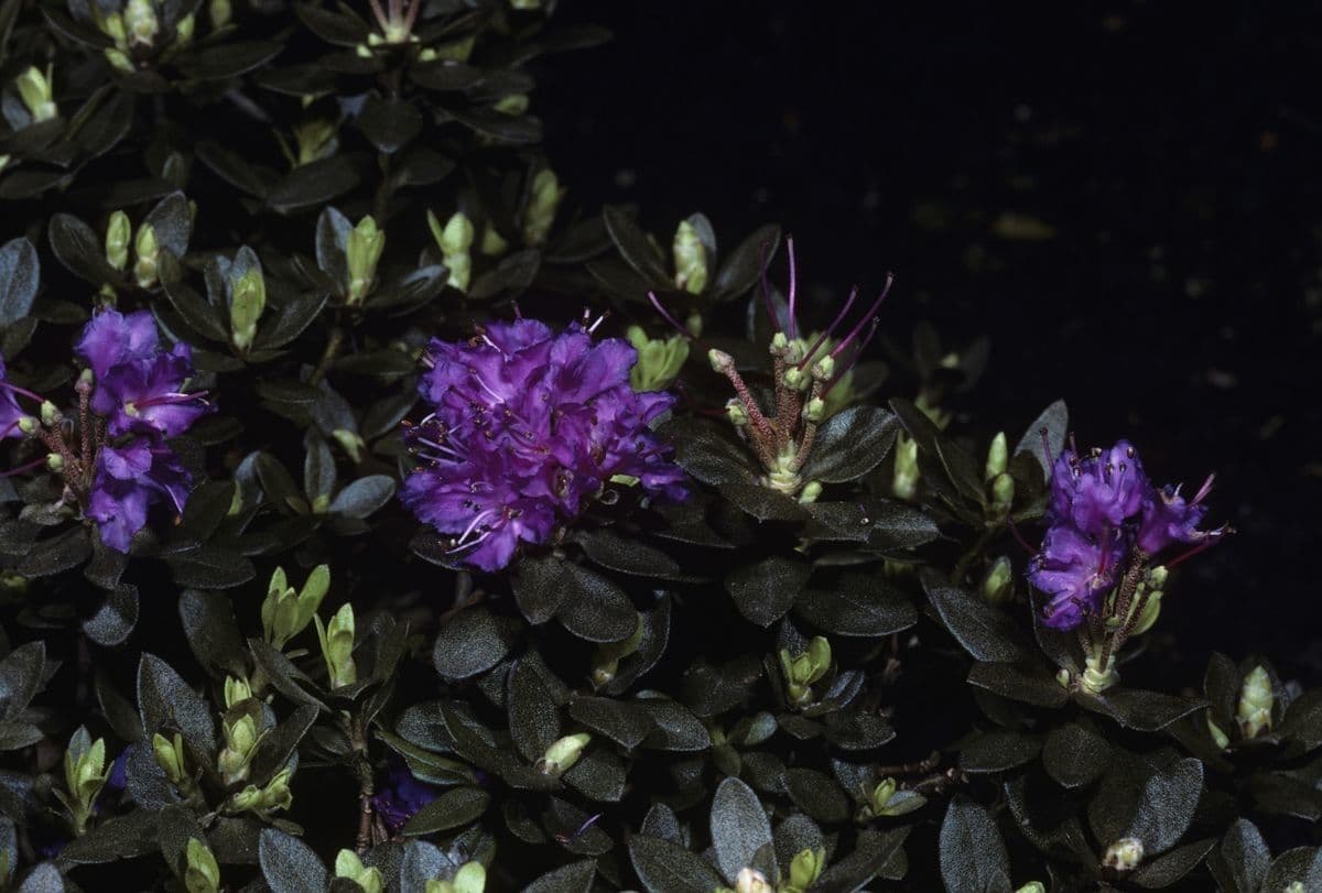 Rododendro lapponico 8