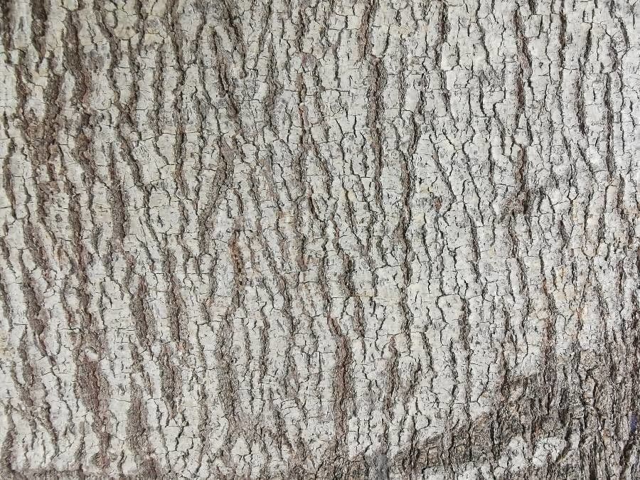 Brachychiton klonolistny 25
