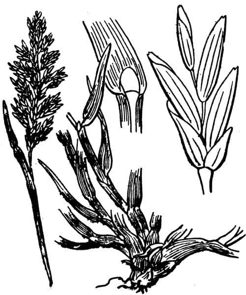 Puccinellia rupestris