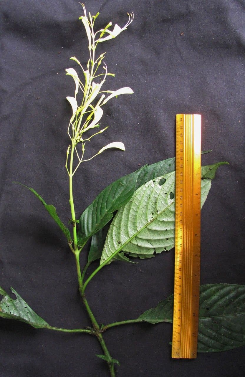 Stenostephanus 2