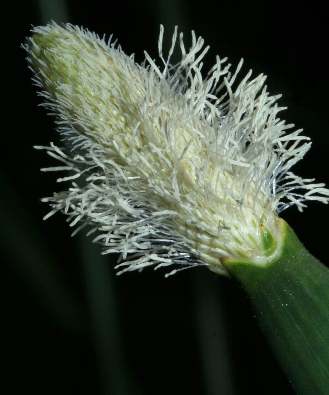 Ważka 5