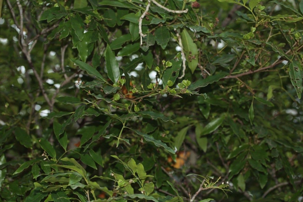 Guioa 2