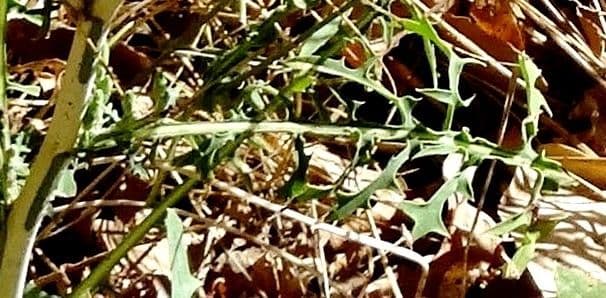 Lattuga viminea 19