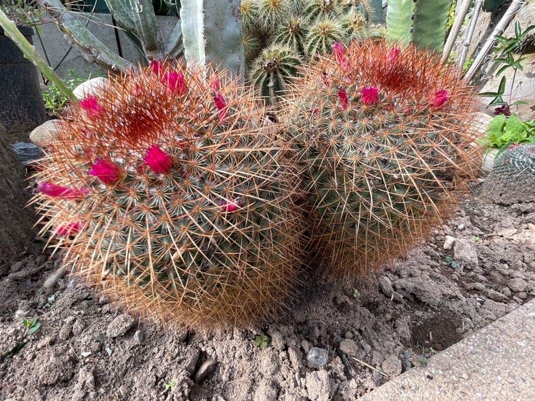 Cactus 3