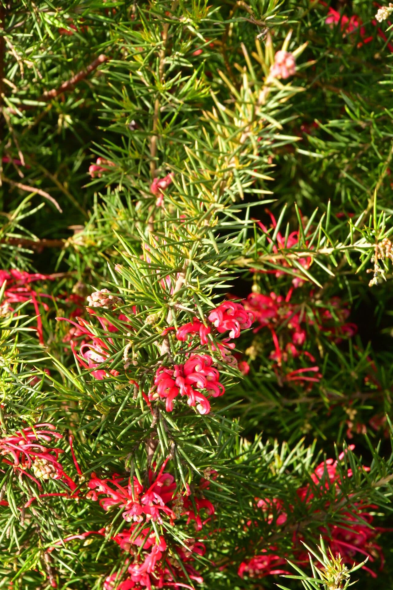 Grevillea ginepro 7