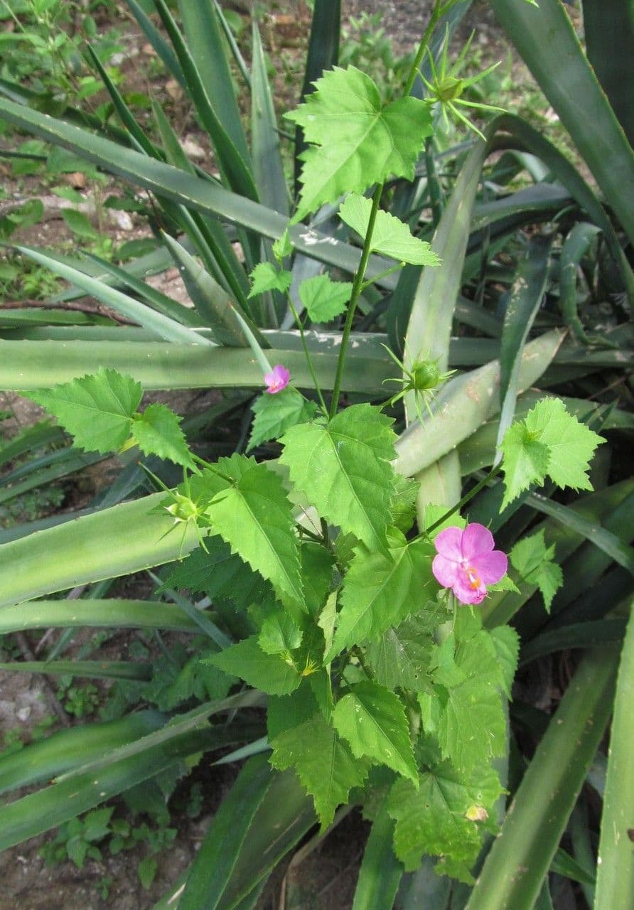 Hibiskus 6