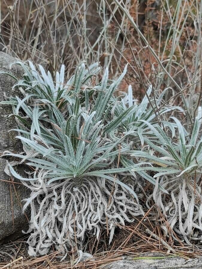 Pseudognaphalium 5