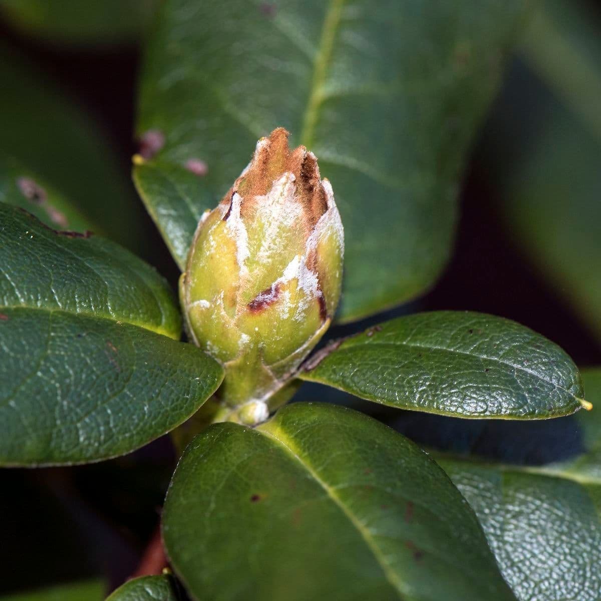 Rododendro 13