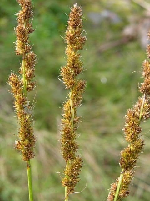 Carex vulpinoidea 2