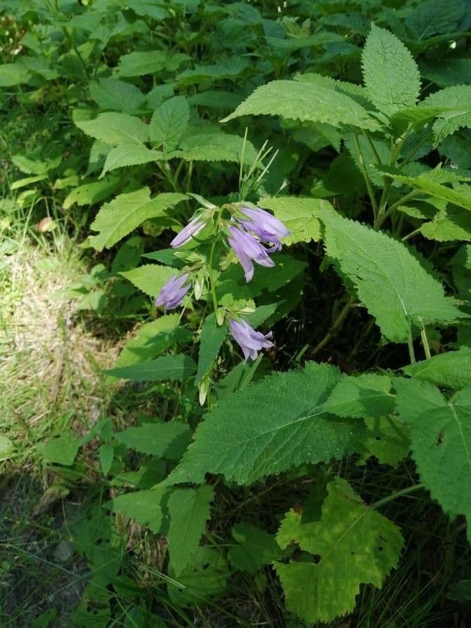 Breitblättrige Glockenblume 12