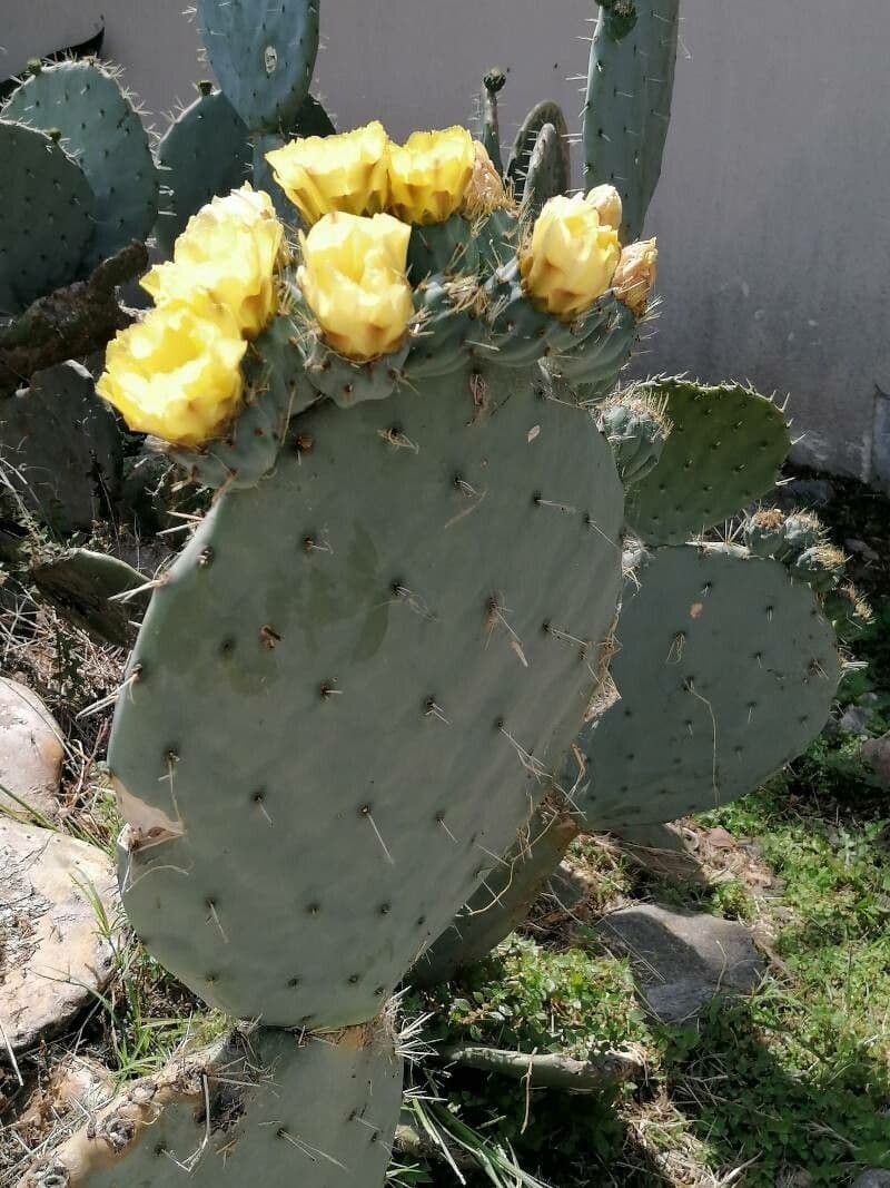 Nopal de espinas marrones 10