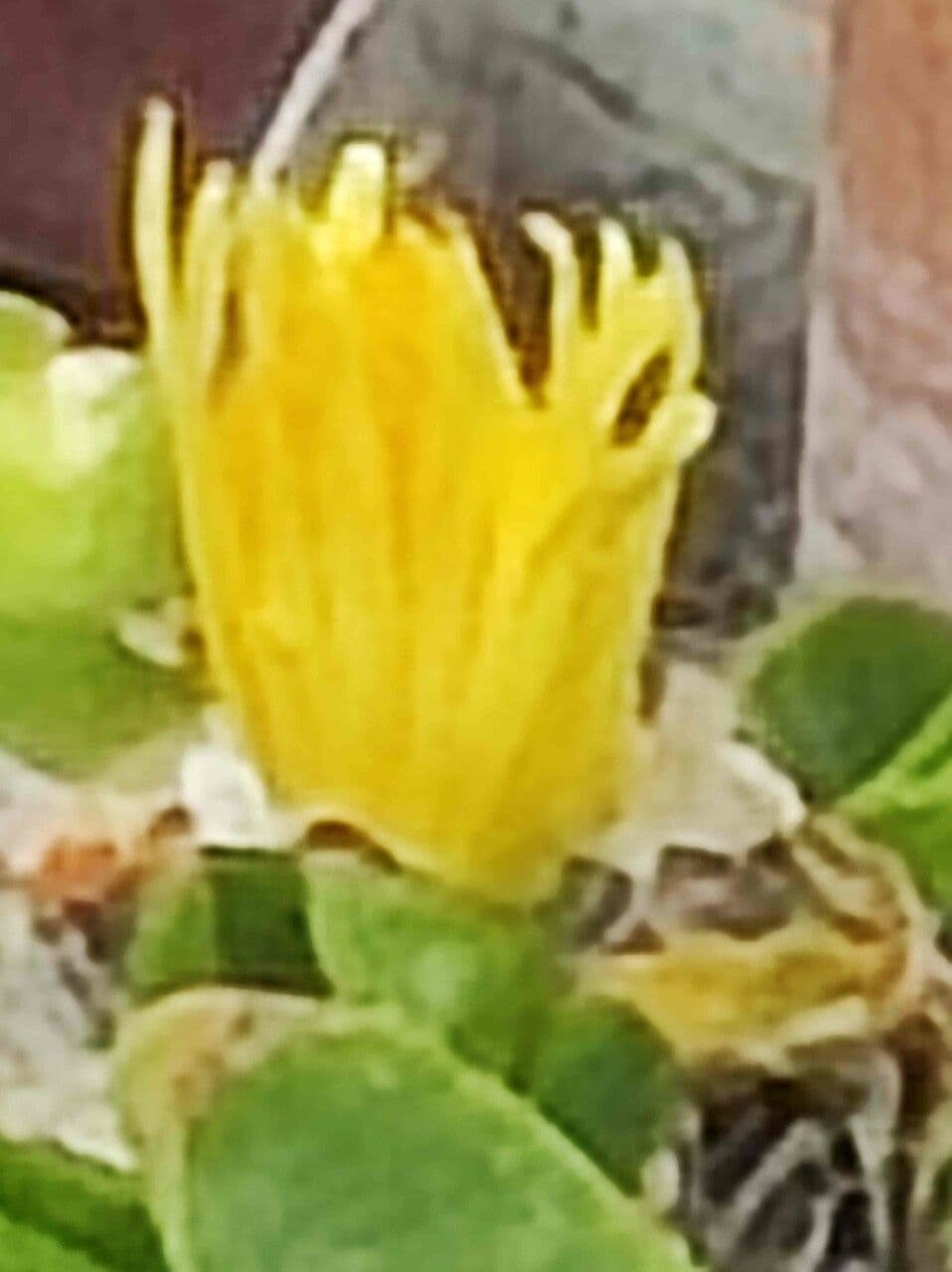 Glottiphyllum
