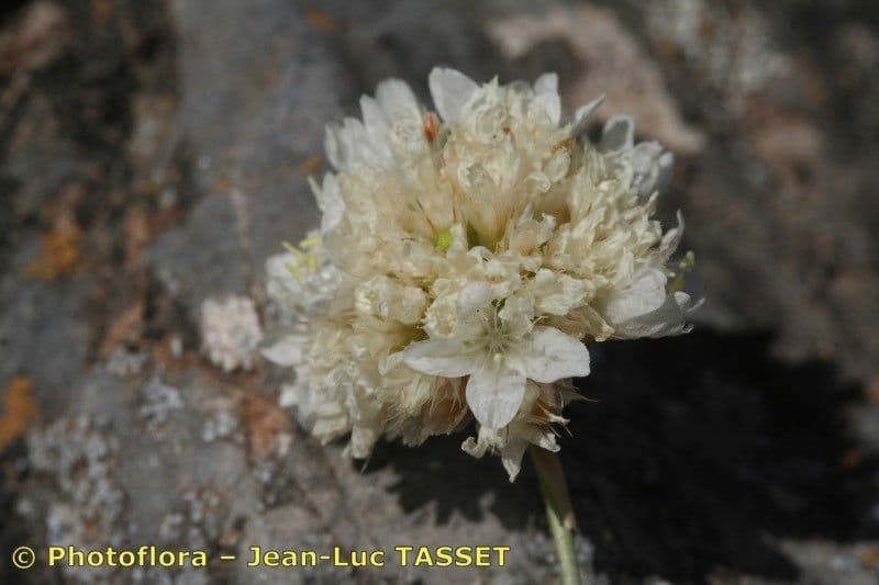 Armeria