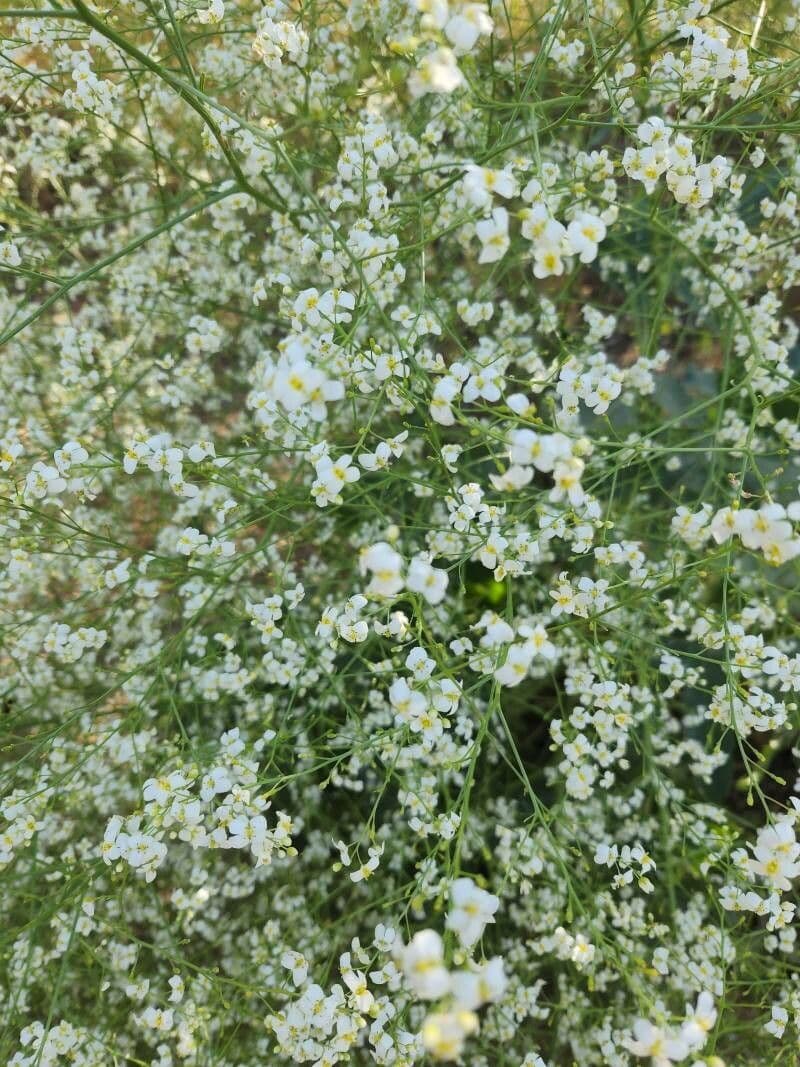 Crambe