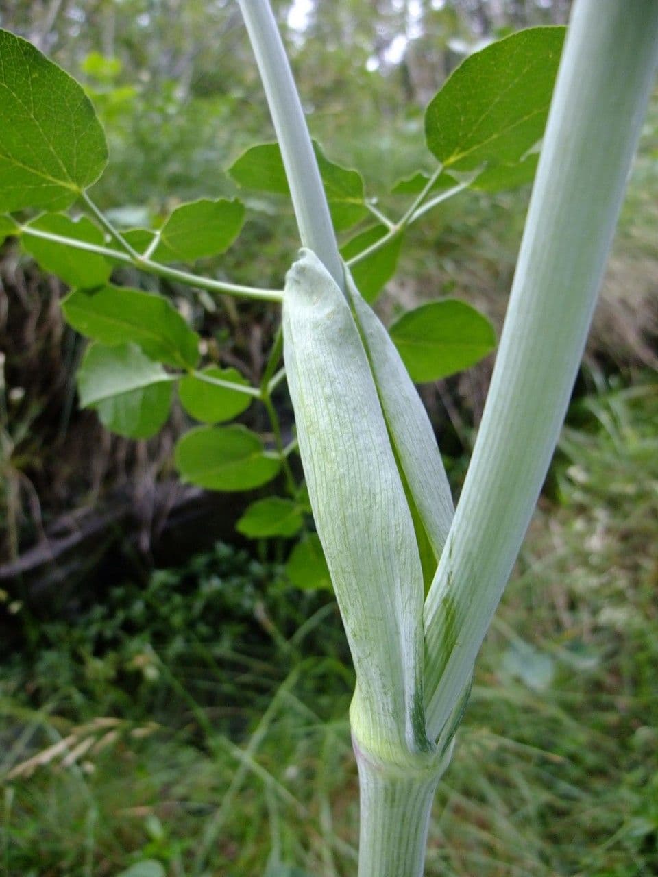 Broadleaf sermountain 21