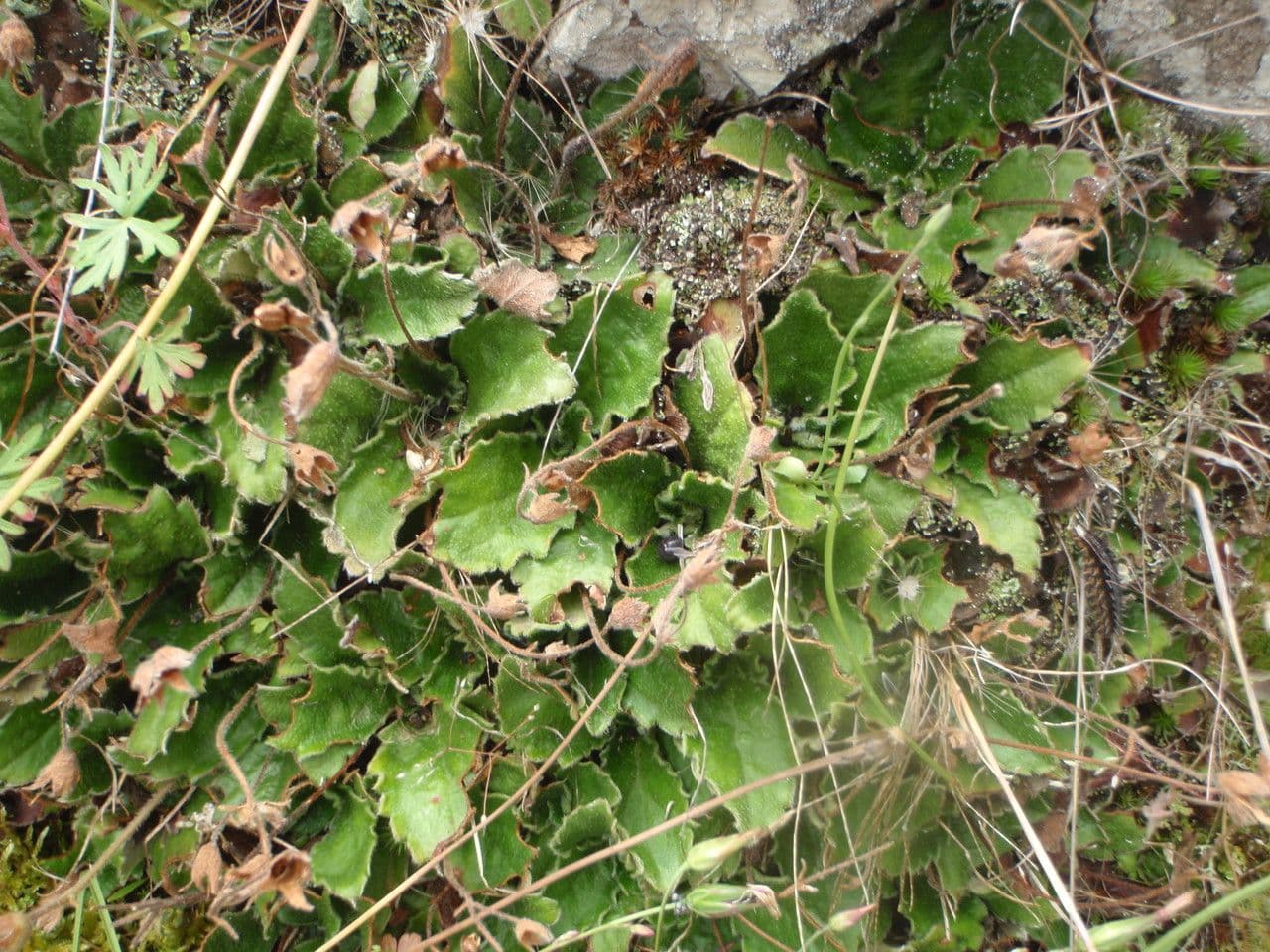 Haberlea 9