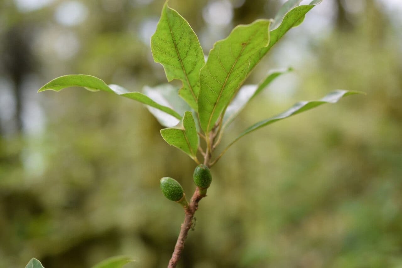 Dodecadenia 5