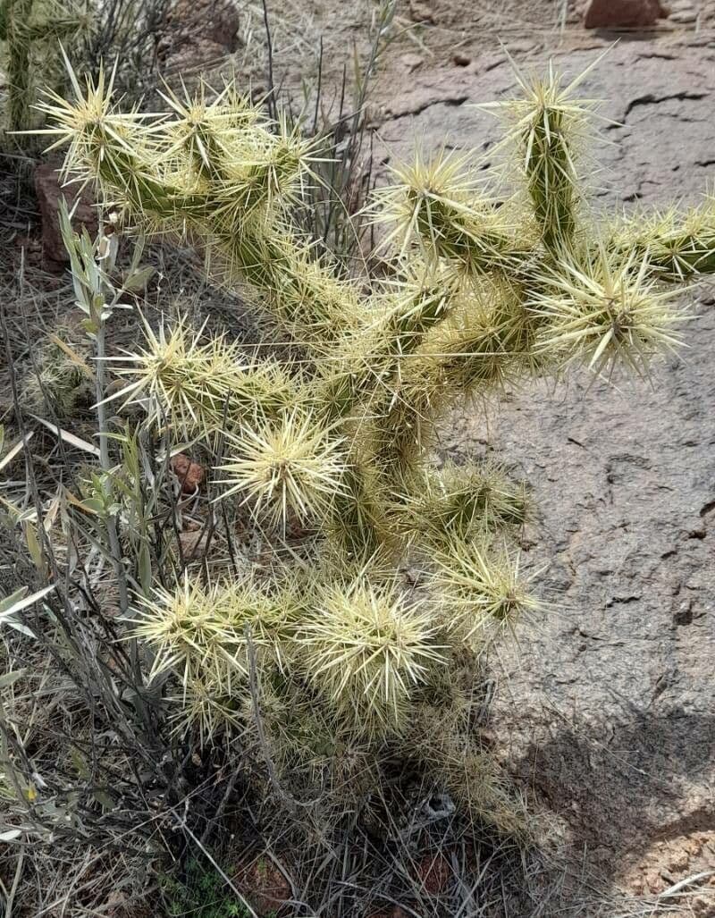 Ummantelte Cholla 8