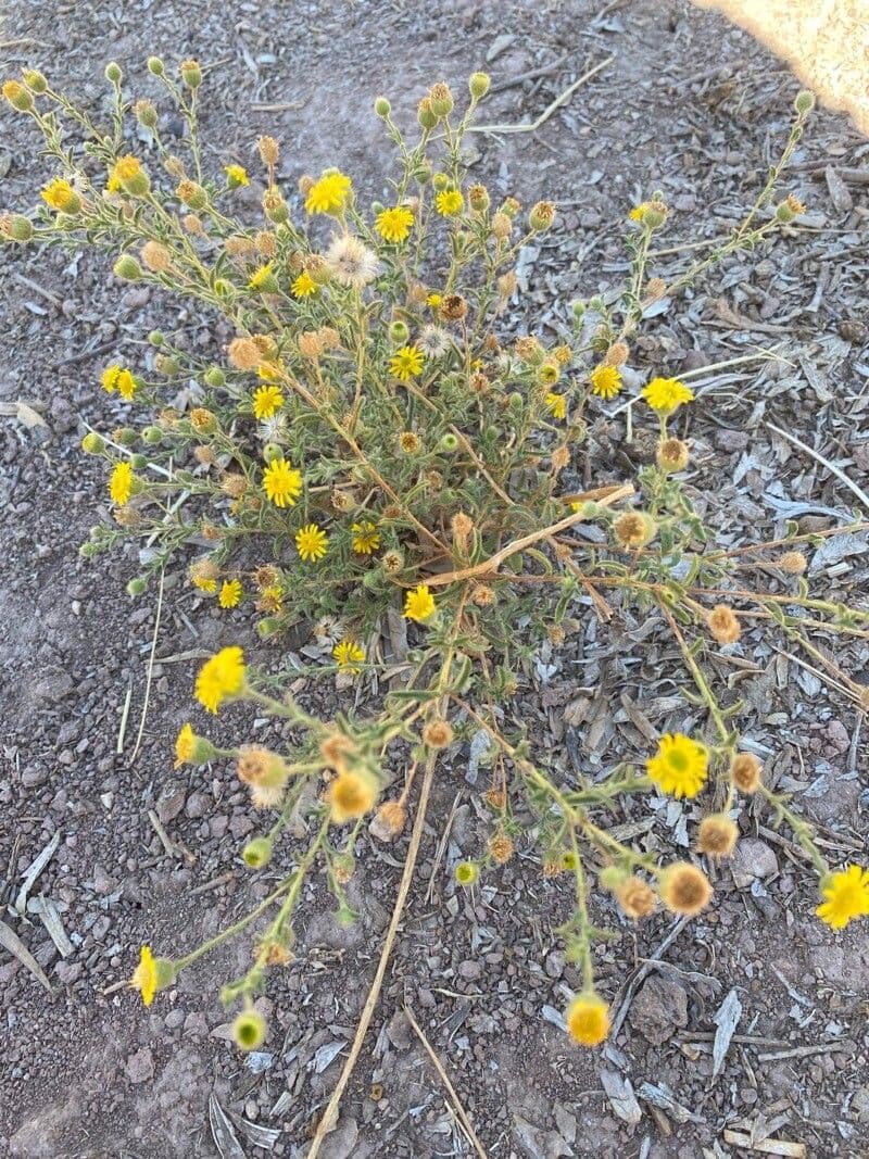 Pulicaria 13