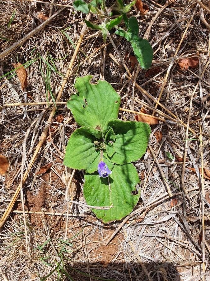 Craterostigma 8