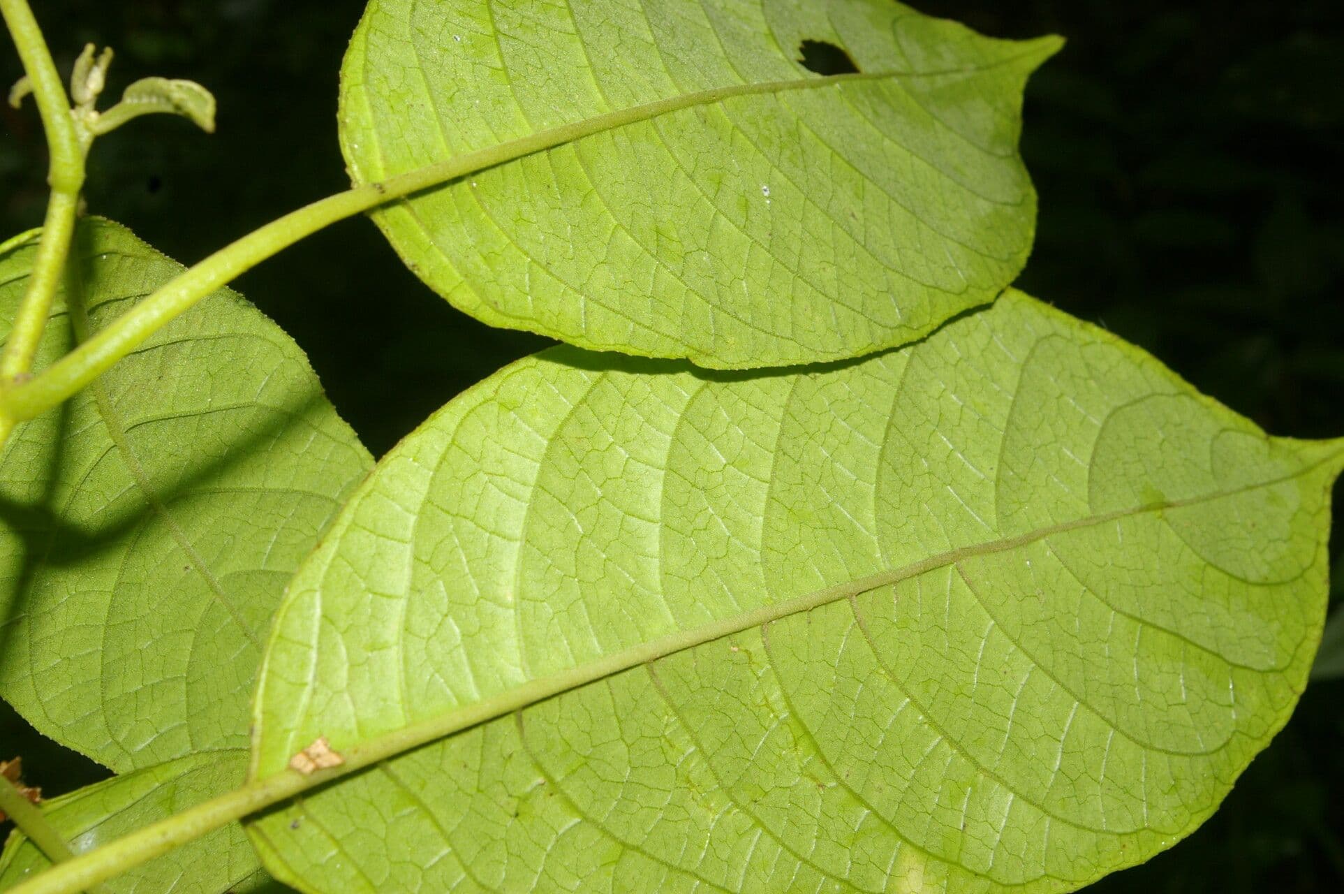 Siparuna thecaphora 12