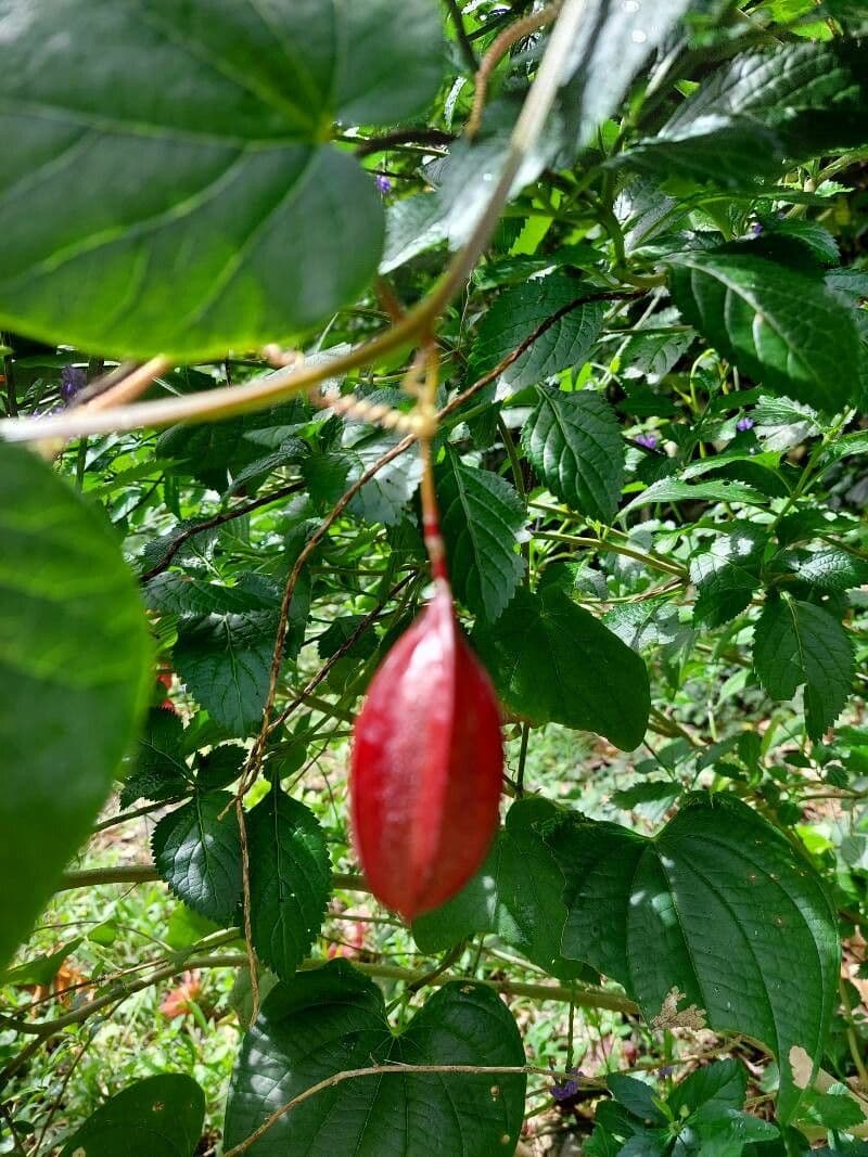 Passiflora capsulare