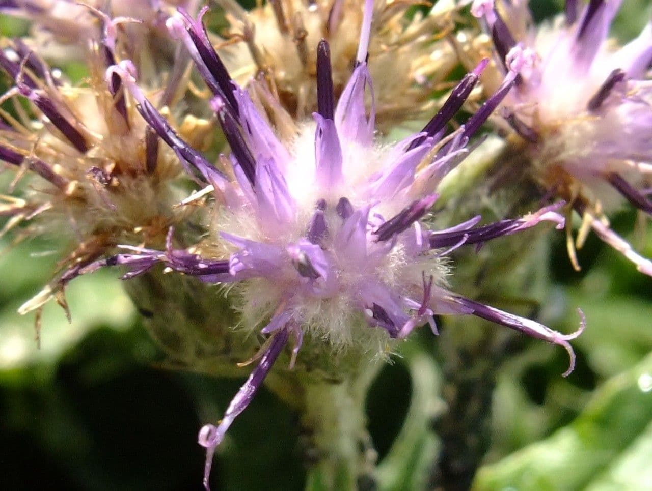 Saussurea discolor 7