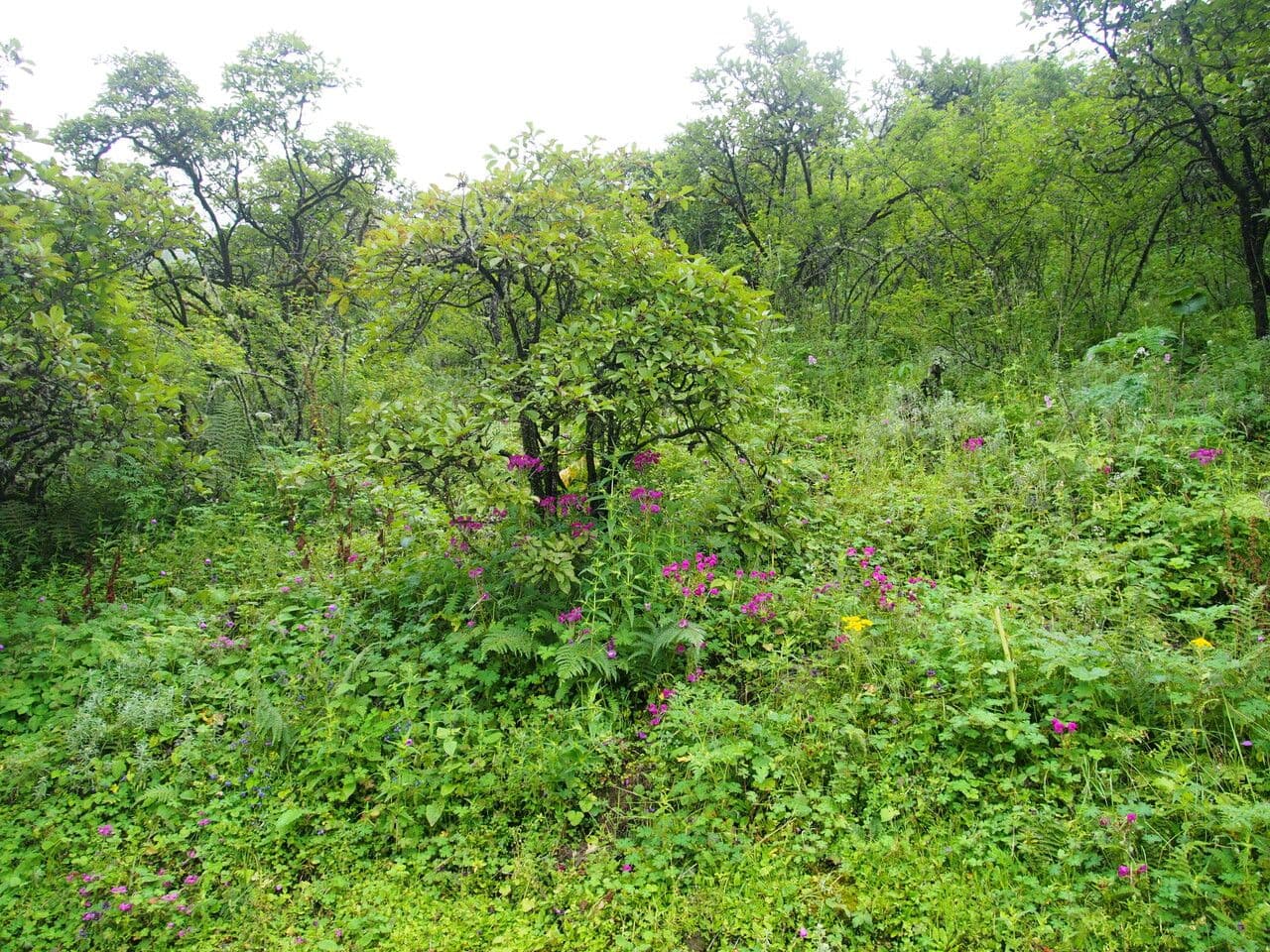 Pedicularis 6