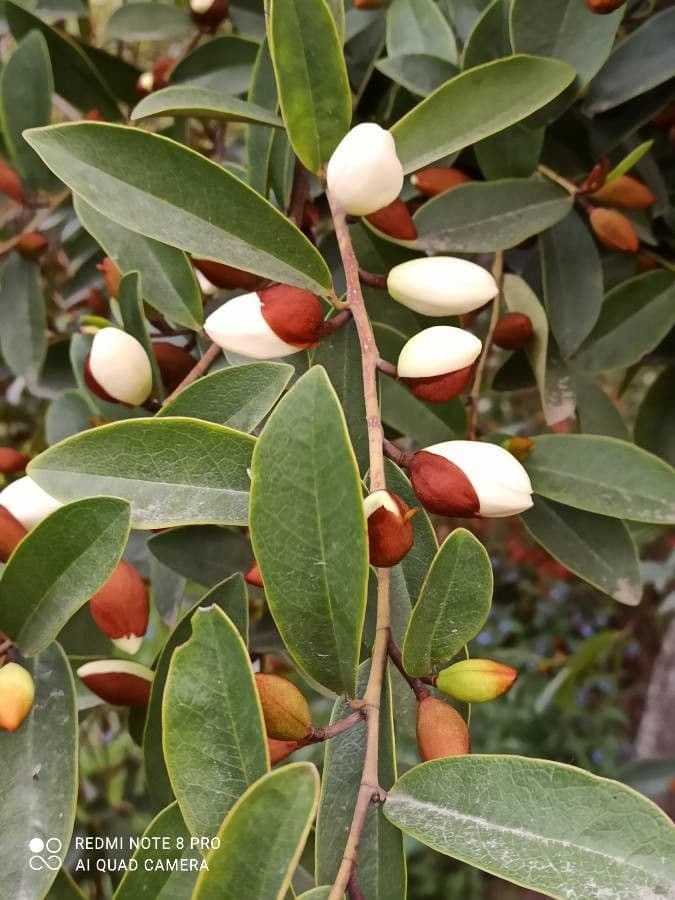 Magnolia 2