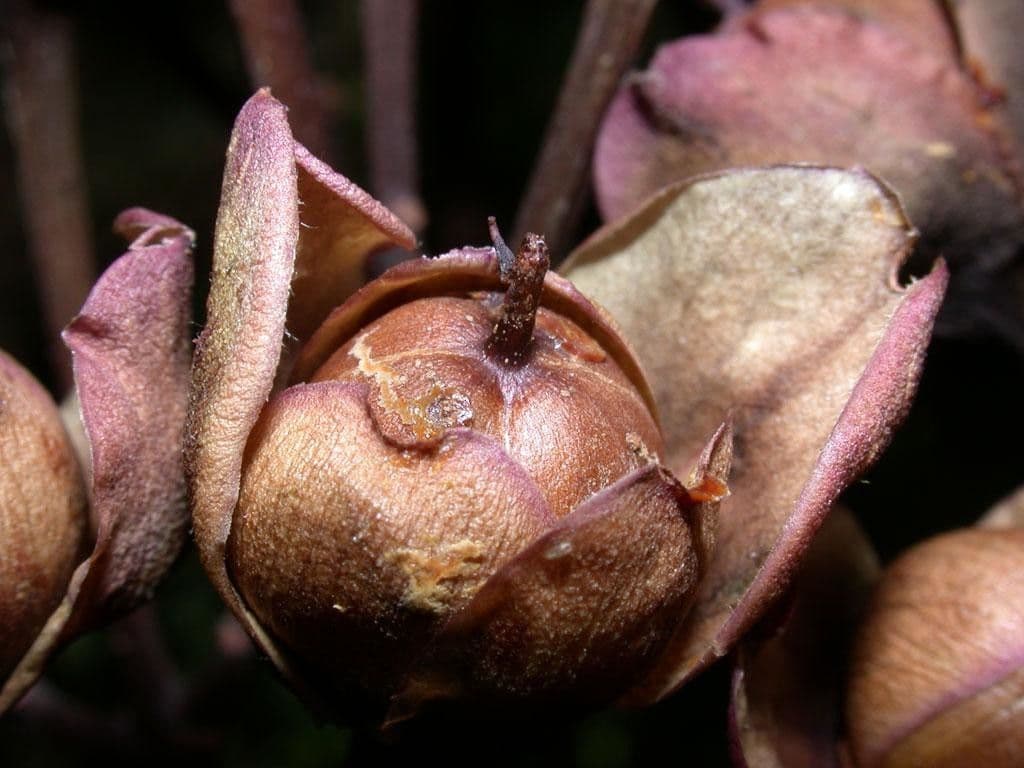 Ipomoea philomega 23