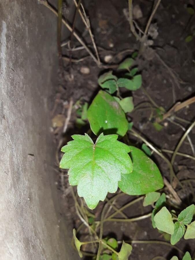 Vite rotondifolia 20