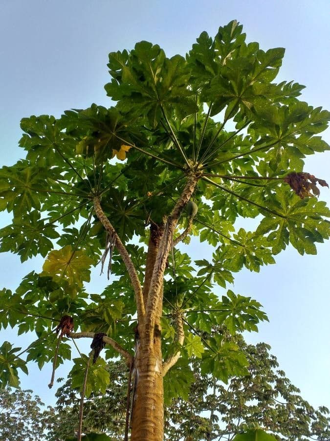 Papaya 25