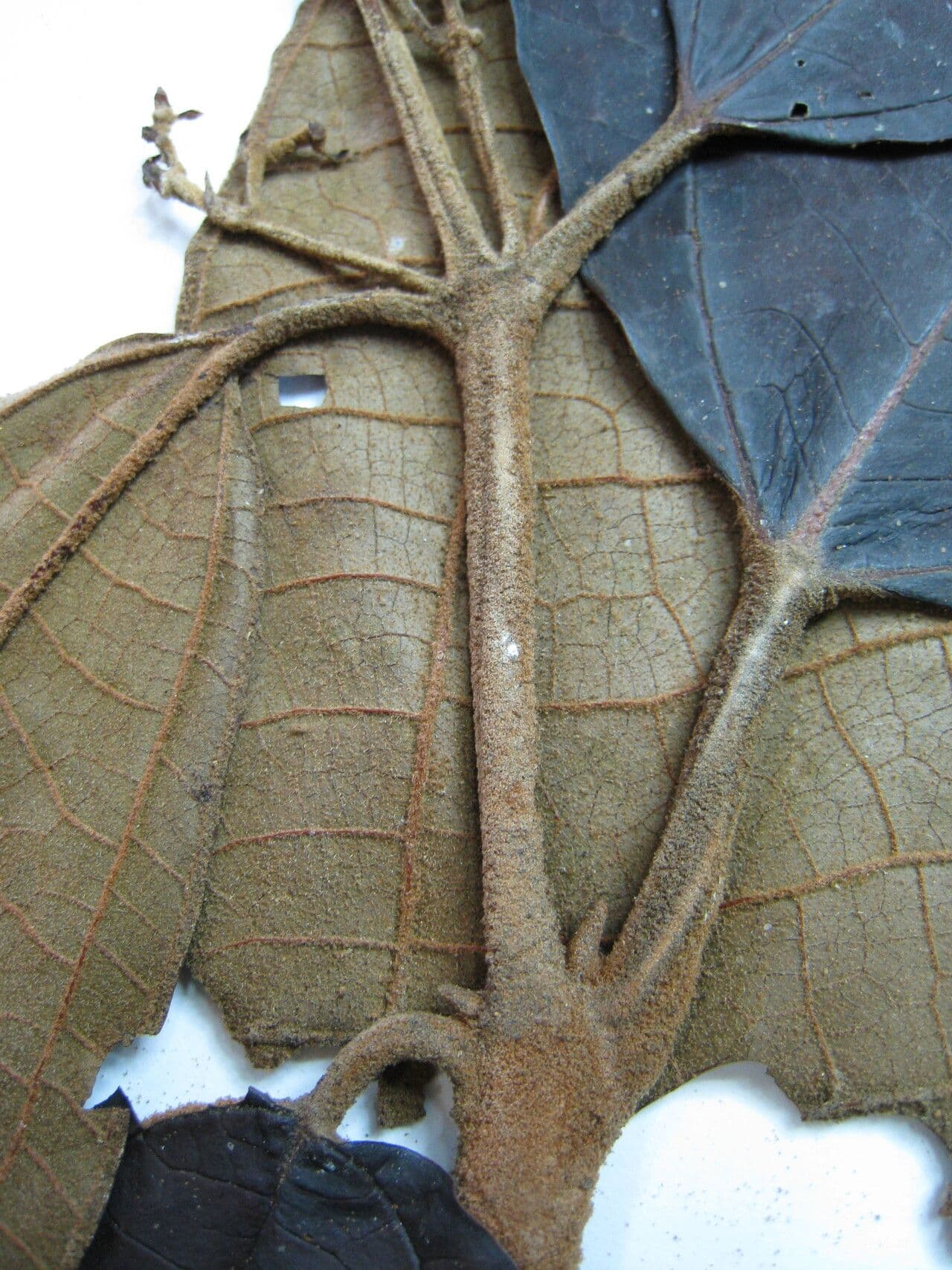 Miconia