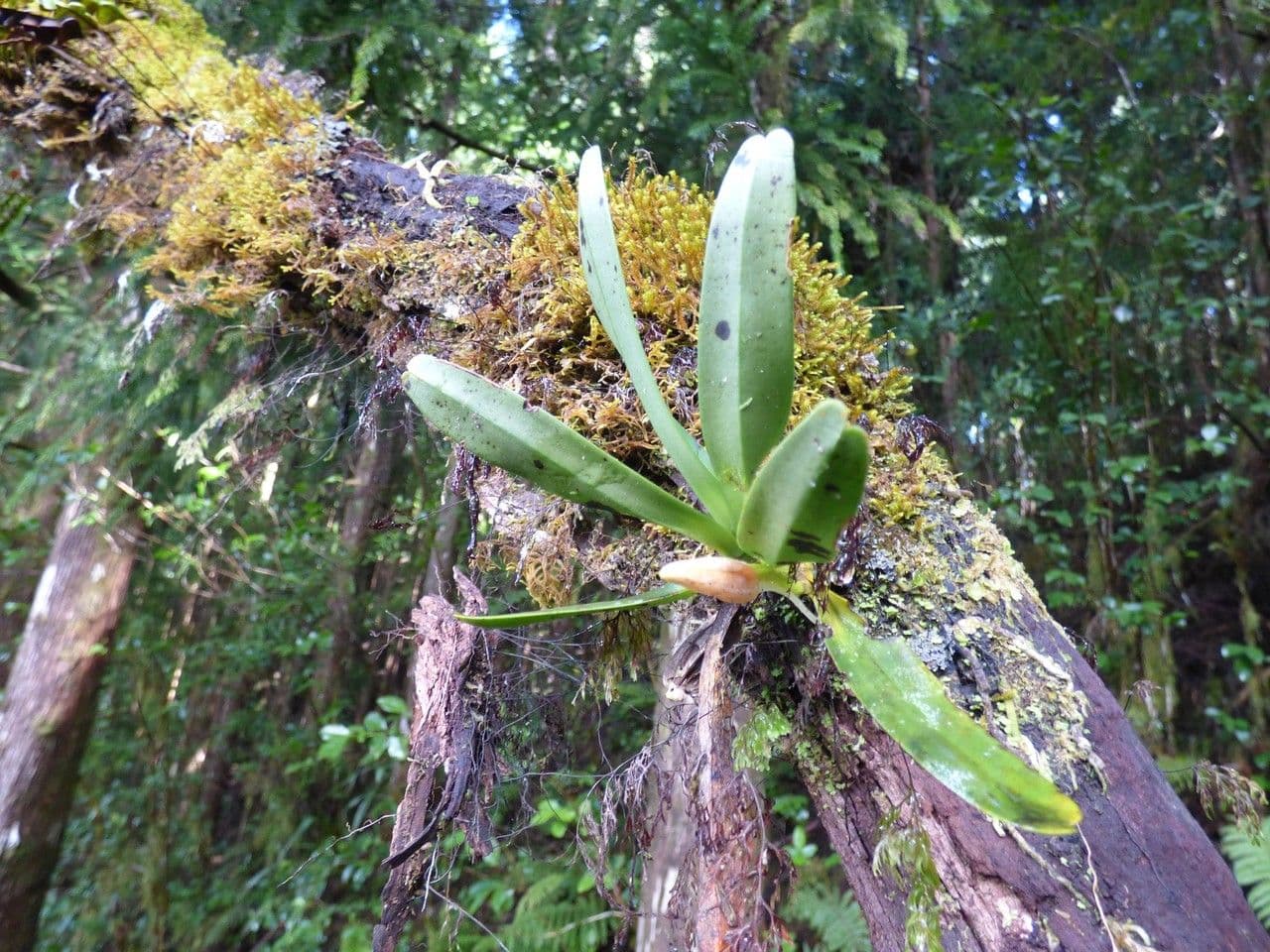 Angraecum 11