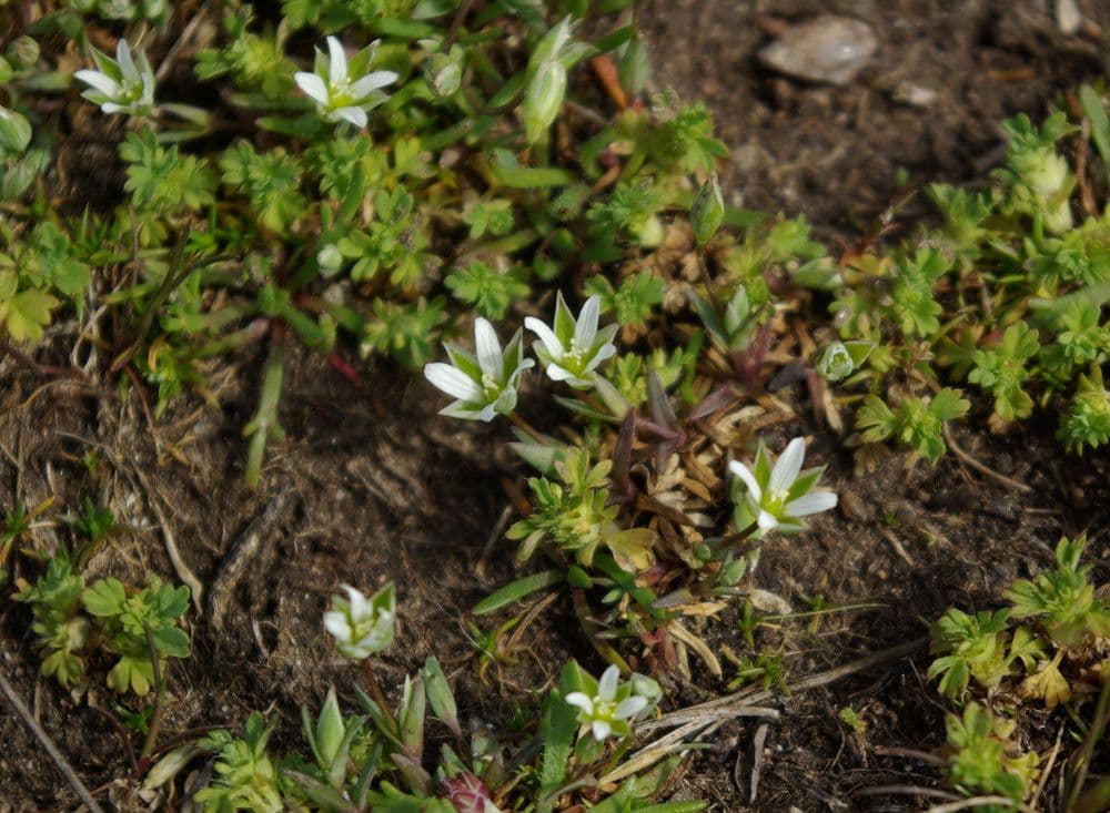 Moenchia erecta 7