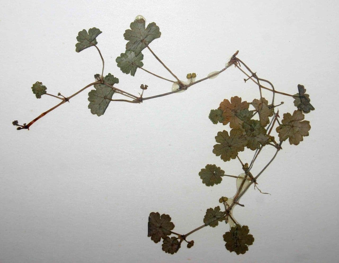 Hydrocotyle sibthorpioides 28