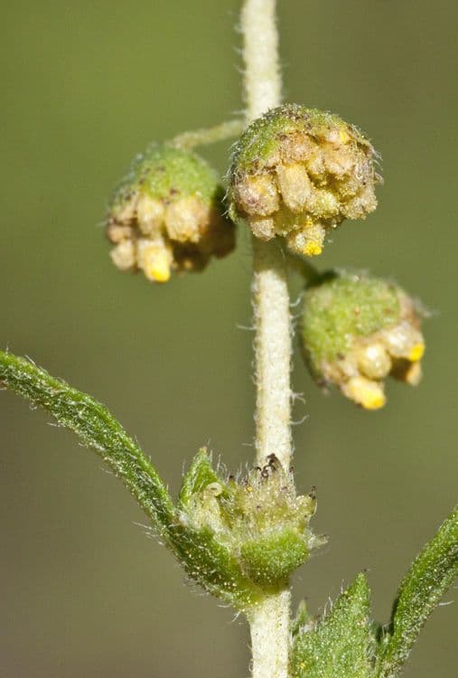 Bur ragweed 2