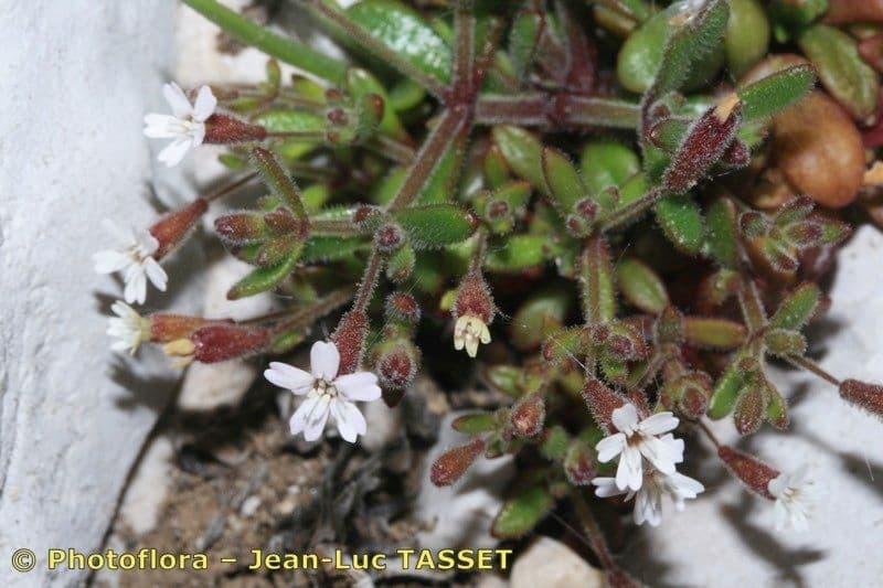 Silene sedoides 19