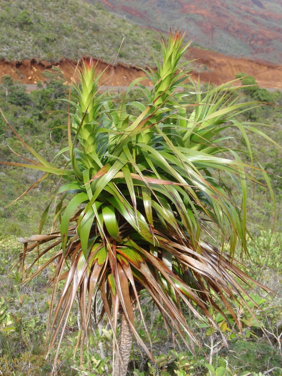 Dracophyllum 15