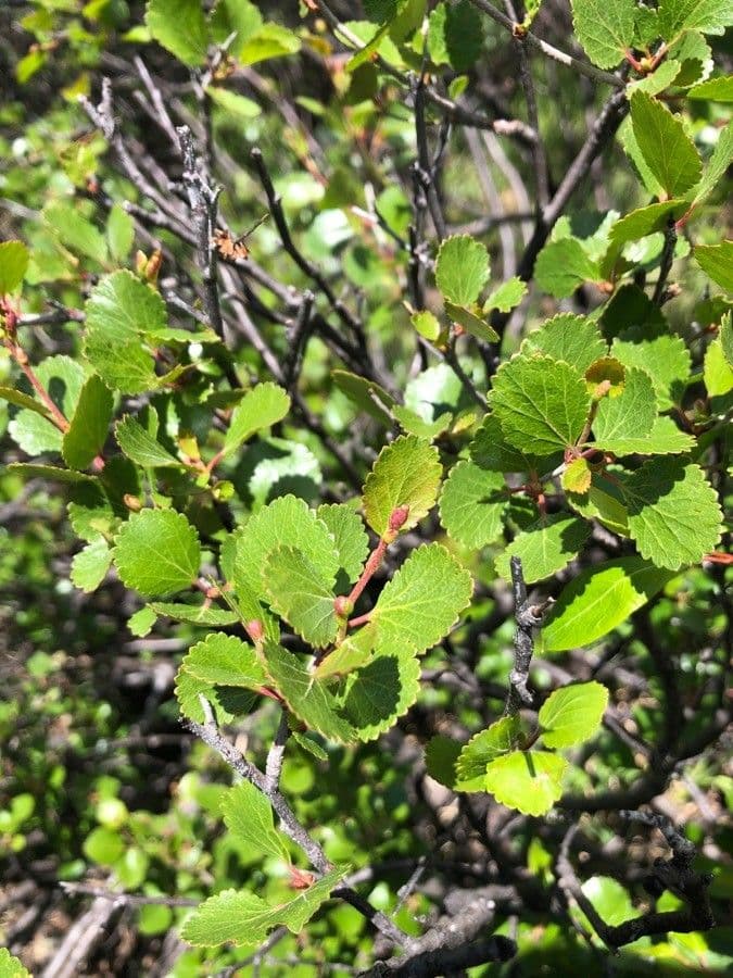 Resin birch