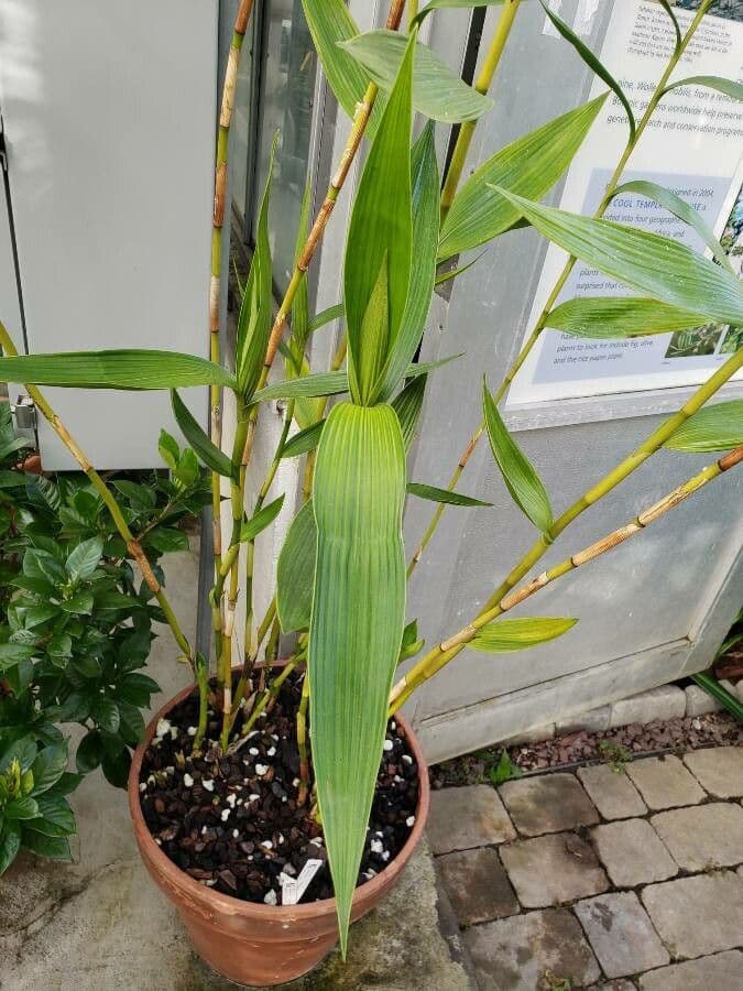Sobralia 7