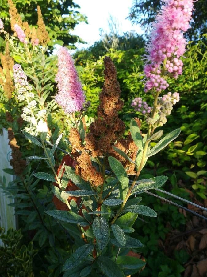 Spiraea di Douglas 30