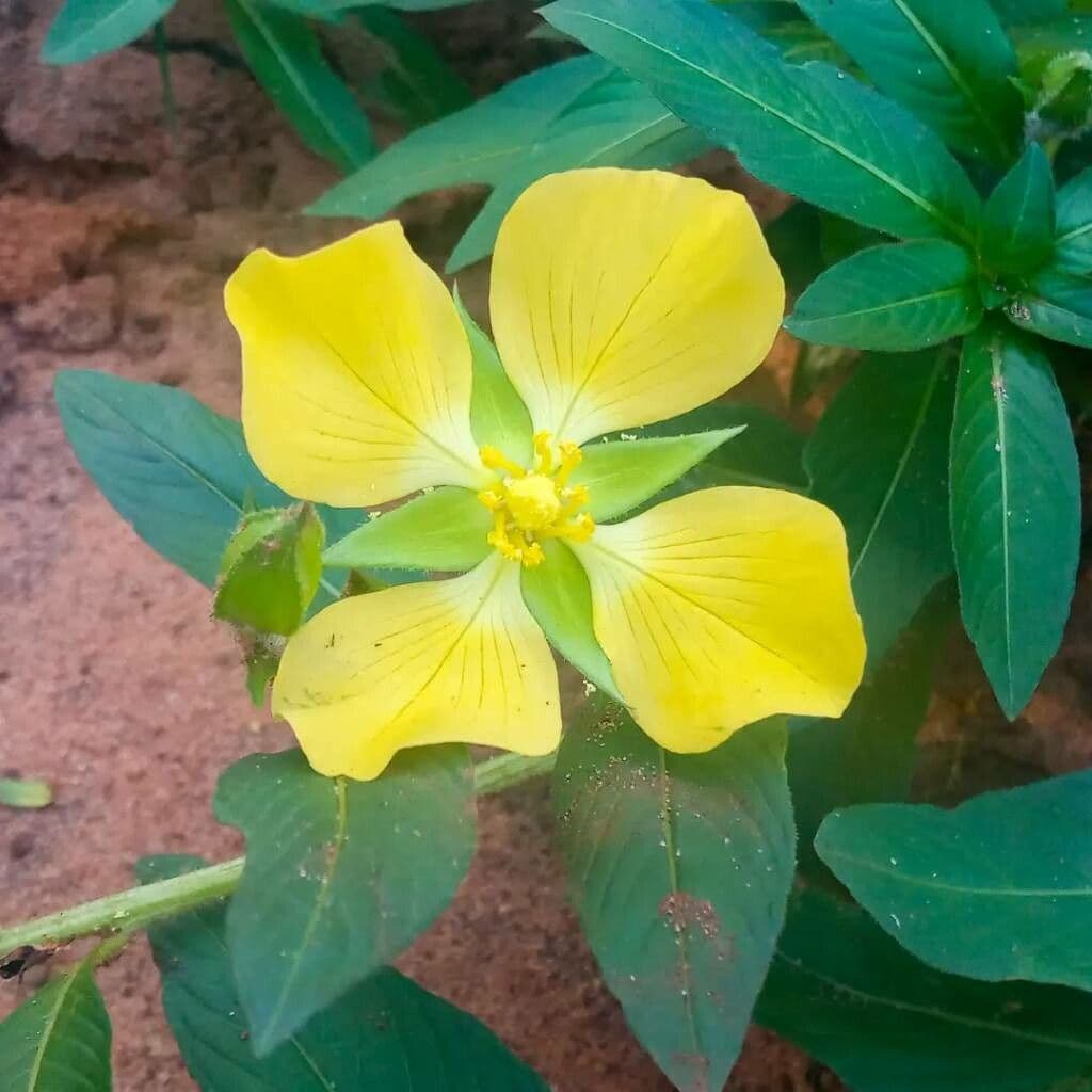 Peruvian primrose-willow 2