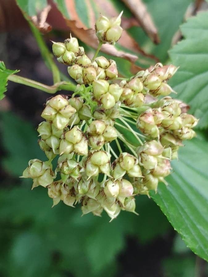 Physocarpus capitatus 2