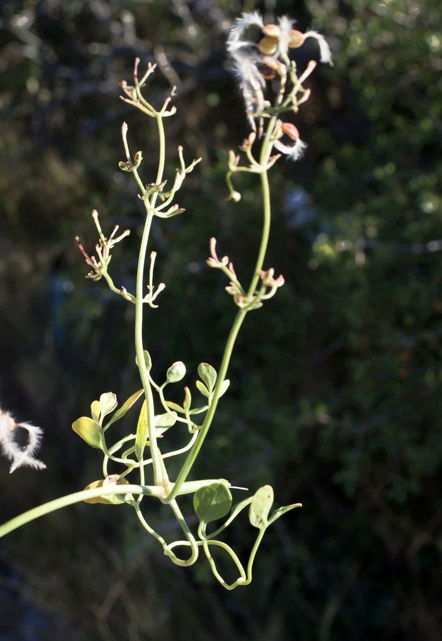 Clematítide 13